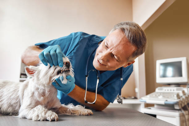 Best Mobile Emergency Dentist in Woodville, AL